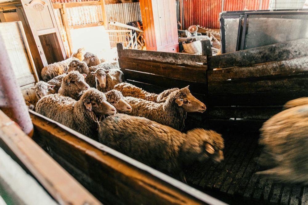 Prečo pastori väznia Pastierove ovce v smradľavej maštali?